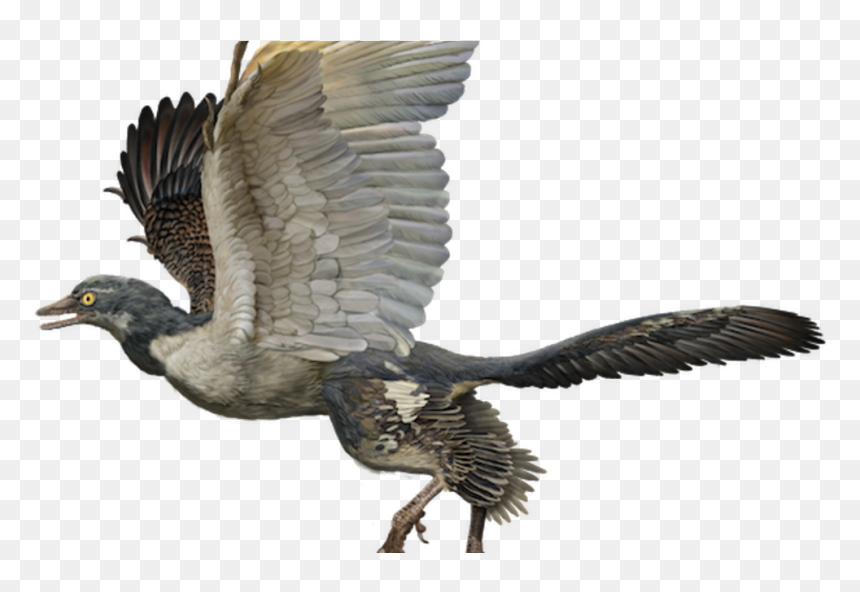 Archaeopteryx Lithographica, HD Png Download - power rangers dino charge png
