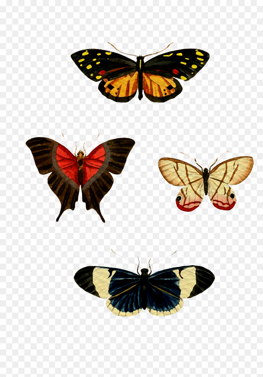 Watercolor Butterfly Png, Transparent Png - watercolor butterfly png
