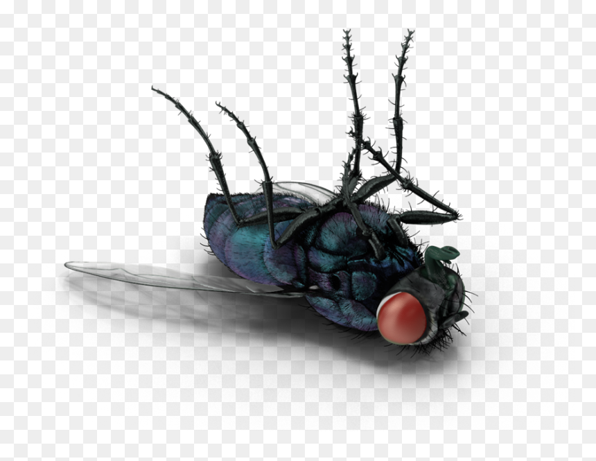 Fly - House Fly, HD Png Download - house fly png