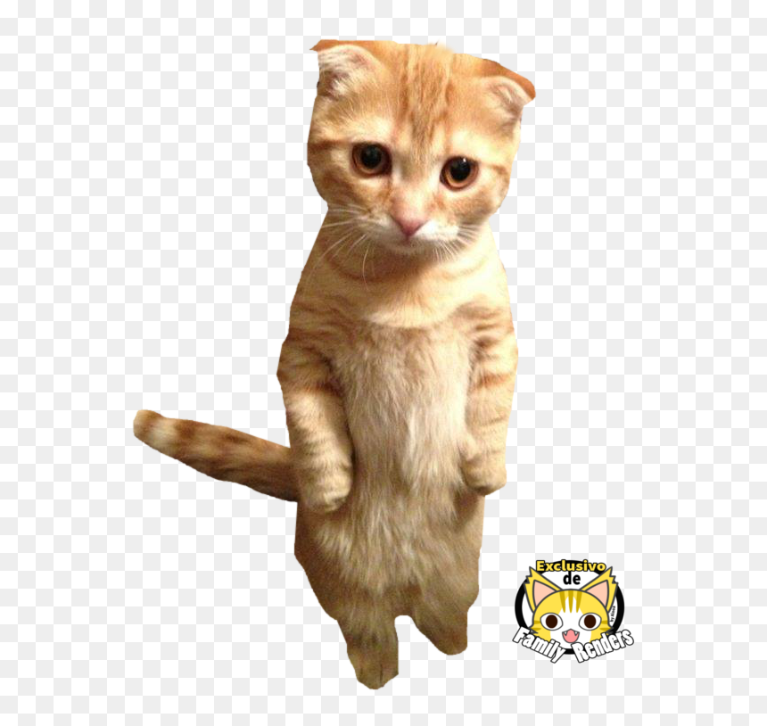 Real Cat In Boots, HD Png Download - michael fassbender png