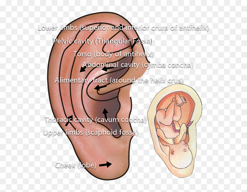 Concha Png, Transparent Png - concha png