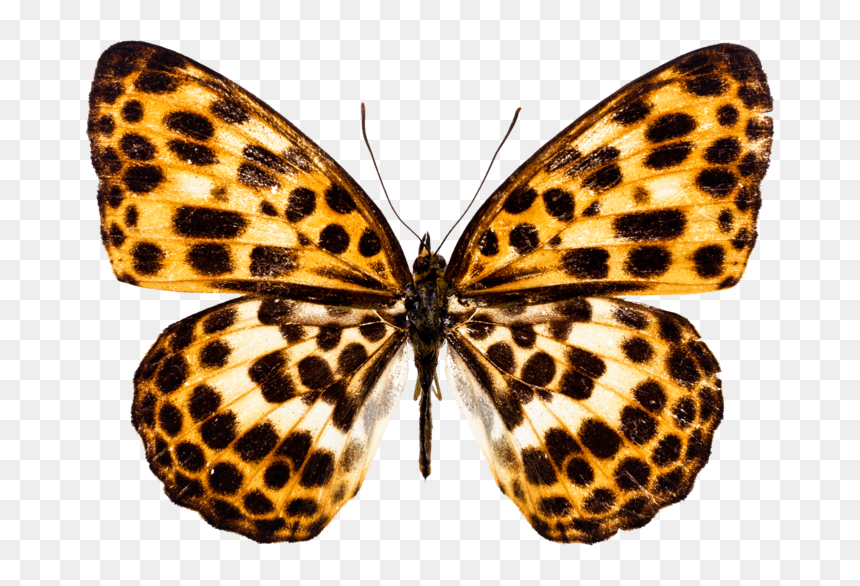 Spotted Butterfly White Background, HD Png Download - watercolor butterfly png