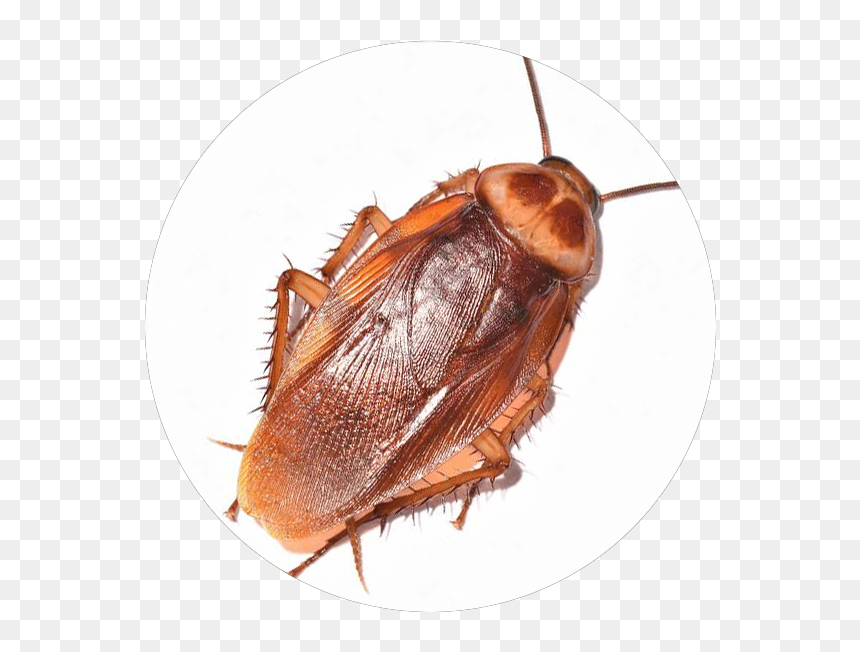 Cockroach, HD Png Download - house fly png