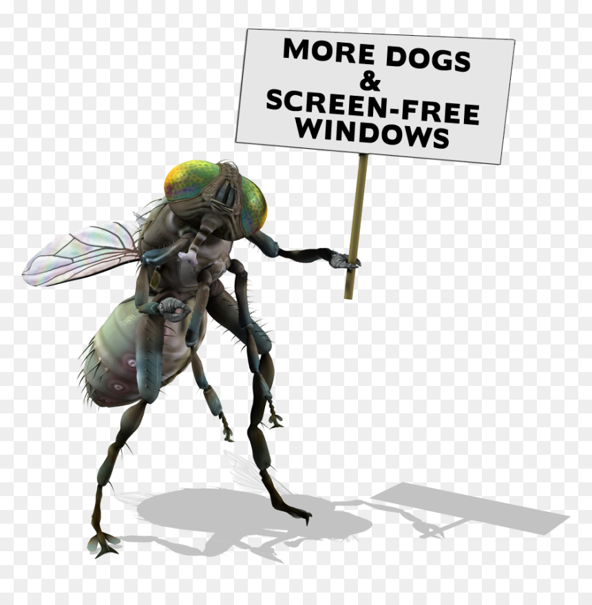 Fly Sign - Pest Management, HD Png Download - house fly png