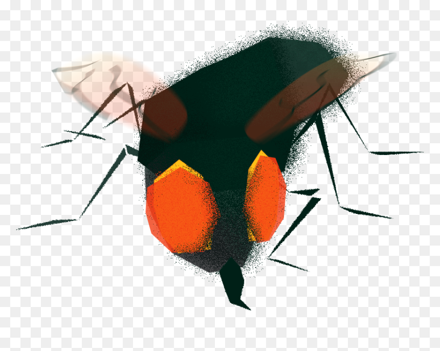 Housefly - Sketch, HD Png Download - house fly png