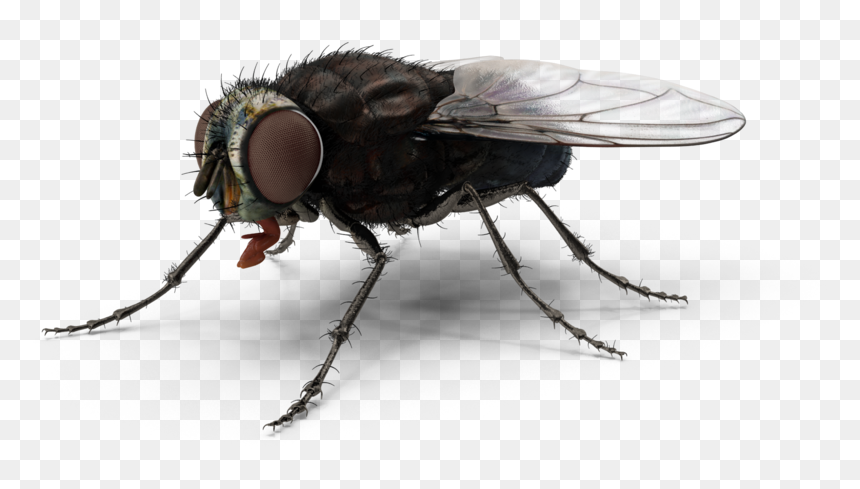 Fly - H03 - 2k - House Fly, HD Png Download - house fly png