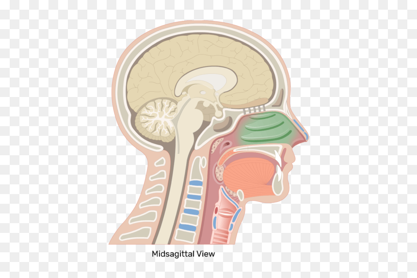 A Midsagittal View Of The Turbinates - Nasal Cavity Png, Transparent Png - concha png