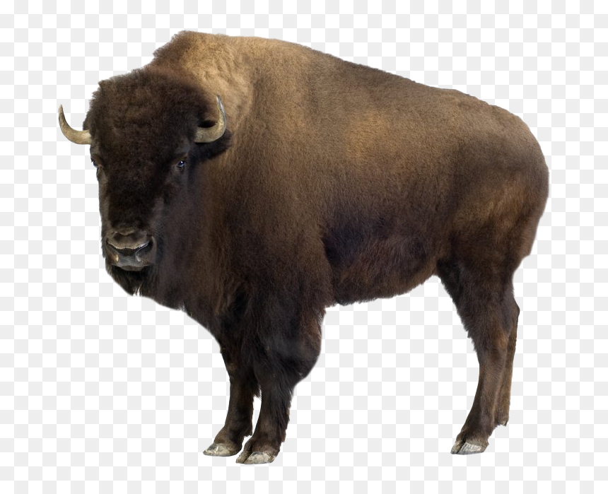 Bison Png Picture - Bison Meaning In Hindi, Transparent Png - m bison png