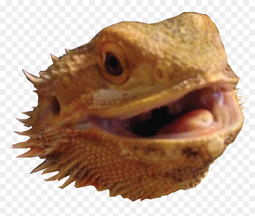 Agama, HD Png Download - lizard tongue png