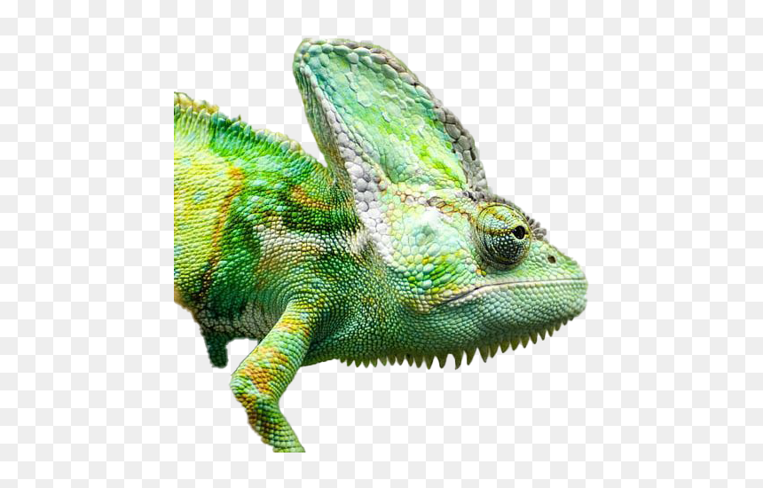Real Chameleon Png Free Image - Png Chameleon, Transparent Png - lizard tongue png