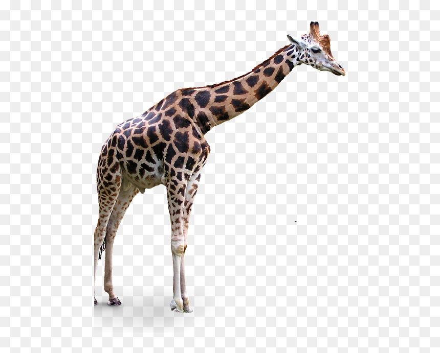 Portable Network Graphics Clip Art Transparency Northern - Giraffe Transparent Background, HD Png Download - giraffe cartoon png
