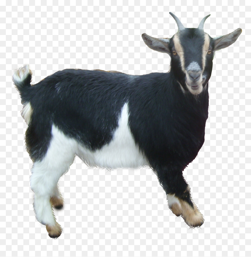 Goat Png Free Download - Goat Png, Transparent Png - goat clipart png