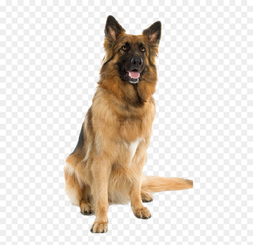 Thumb Image - Dog, HD Png Download - dog barking png