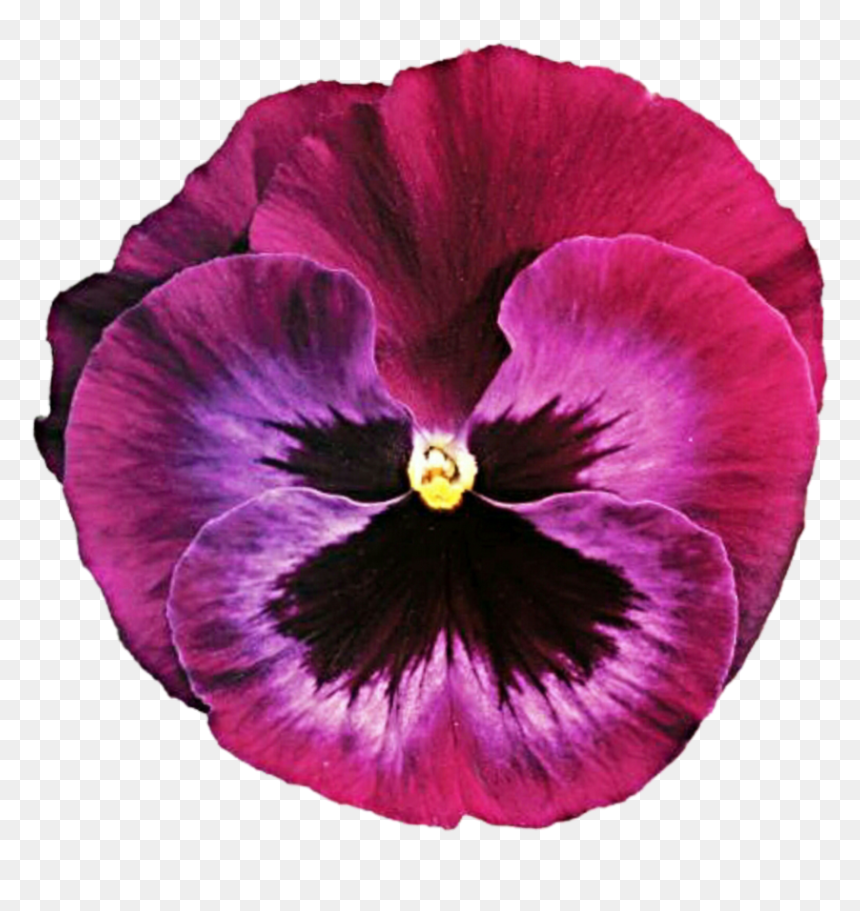 Thumb Image - Pink Pansies Flower, HD Png Download - pansy png