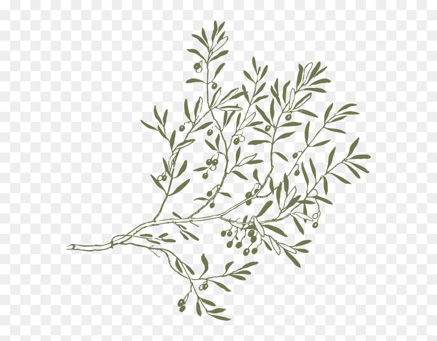 Drawing Olive Tree Branches, HD Png Download - olive branches png