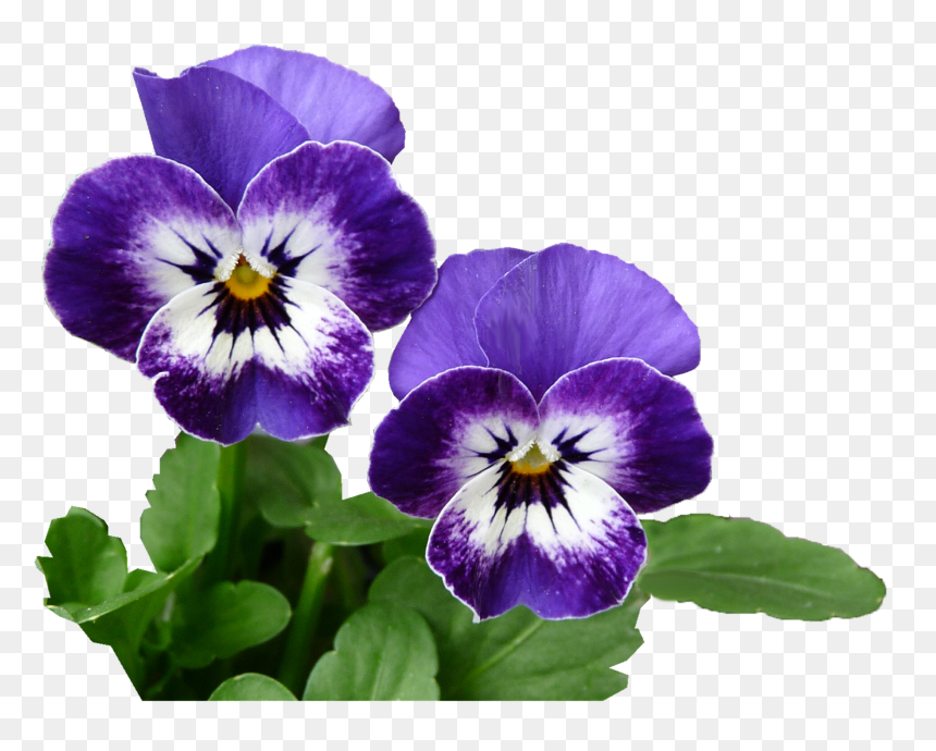 Pansy Purple, HD Png Download - pansy png