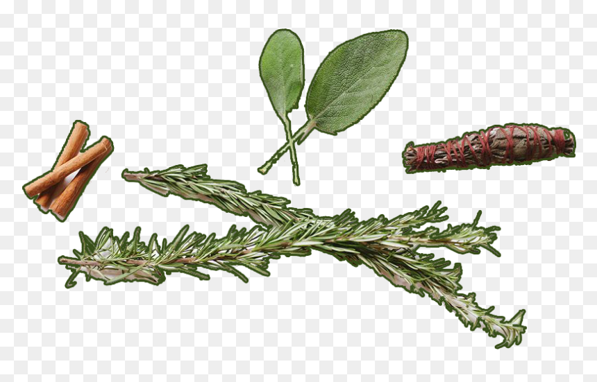 Logs Of Cinnamon - Common Sage, HD Png Download - bundle of sticks png