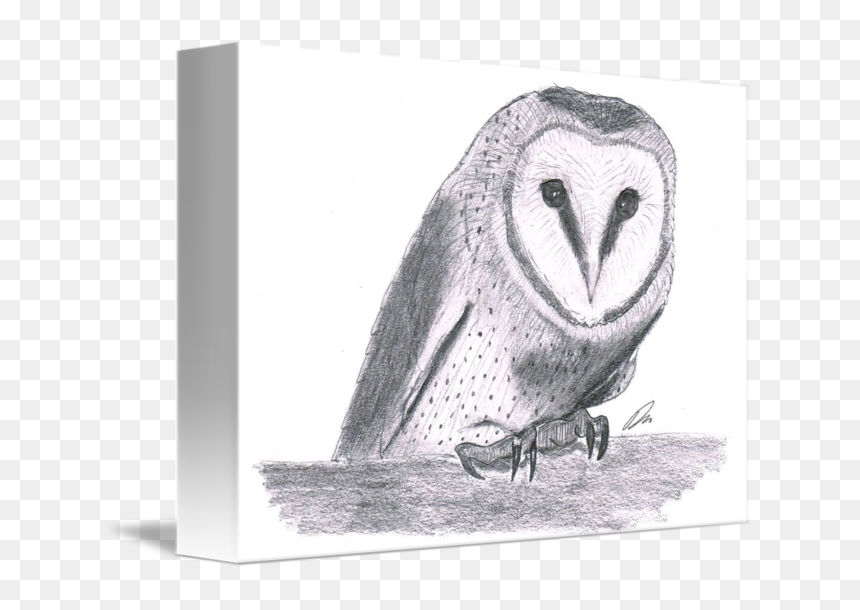 Owl Sketch By Damian Brown - Sketch, HD Png Download - damian wayne png
