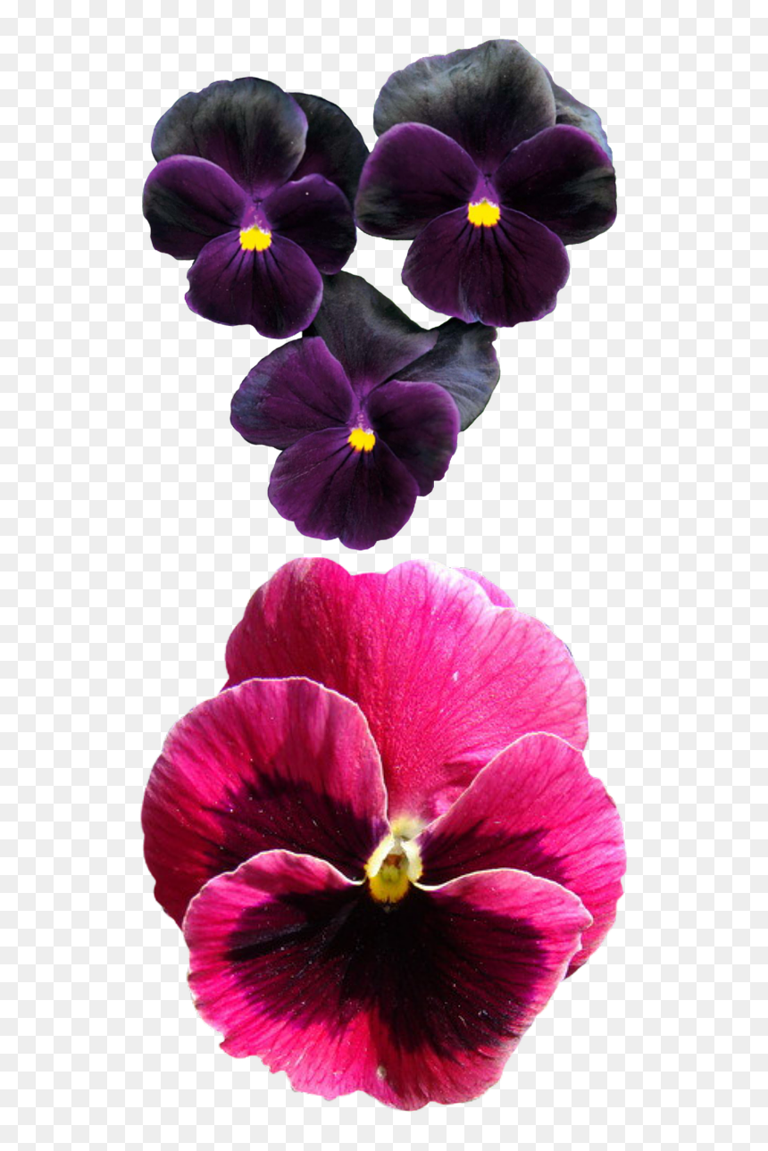 Viola Çiçek, HD Png Download - pansy png