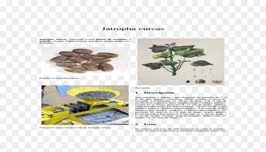 Lingzhi Mushroom, HD Png Download - the usos png