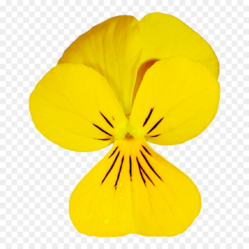Dainty Yellow Viola By Jeanicebartzen27 - Pansy, HD Png Download - pansy png