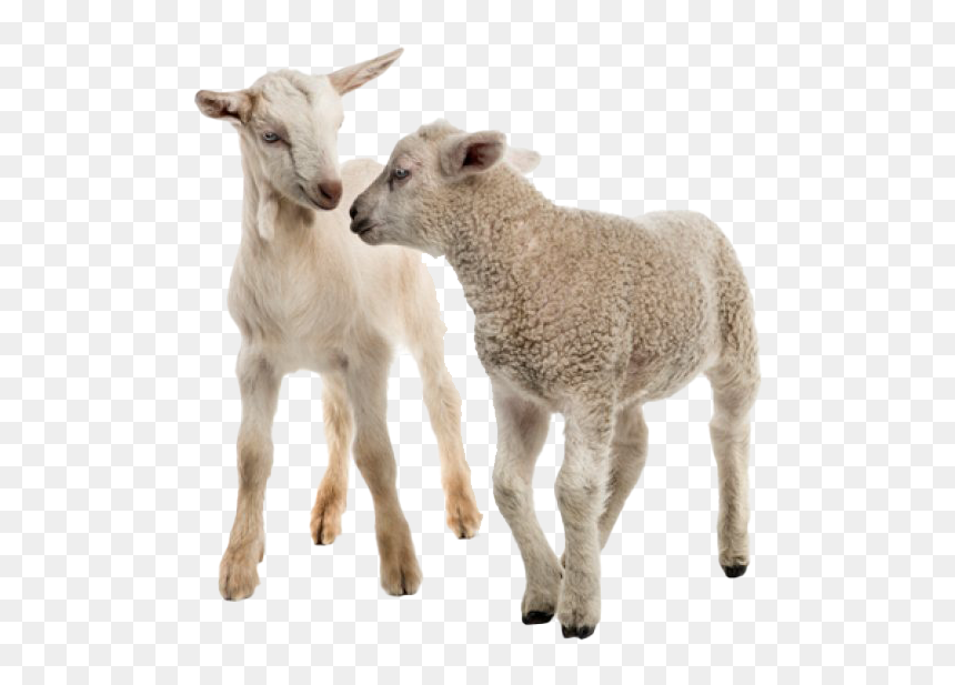 White Goat Png Clipart - Caprinos E Ovinos Fundo Branco, Transparent Png - goat clipart png