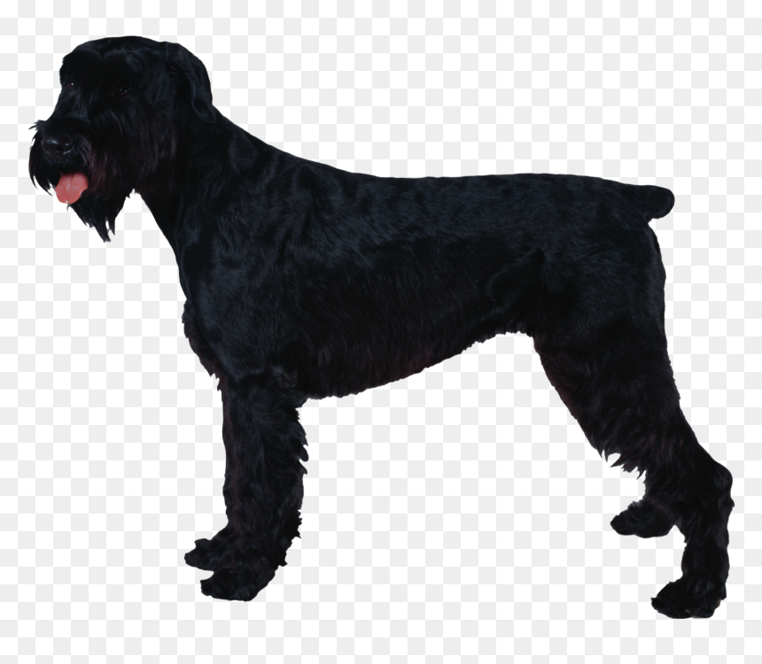 Giant Schnauzer Standard Schnauzer Miniature Schnauzer - Schnauzer, HD Png Download - schnauzer png