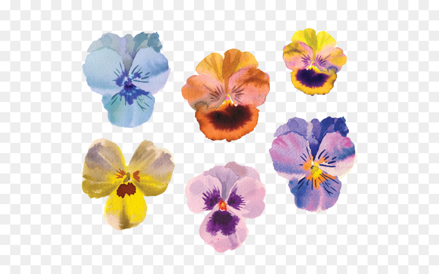 Pansies Tattoo, HD Png Download - pansy png