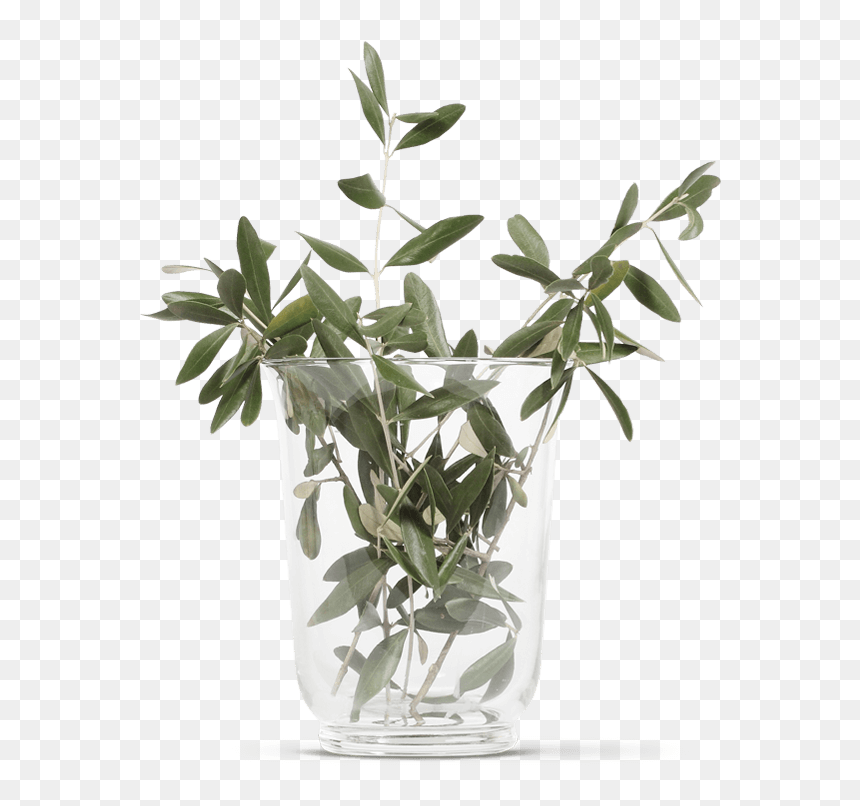 Olive Branches - Vase, HD Png Download - olive branches png