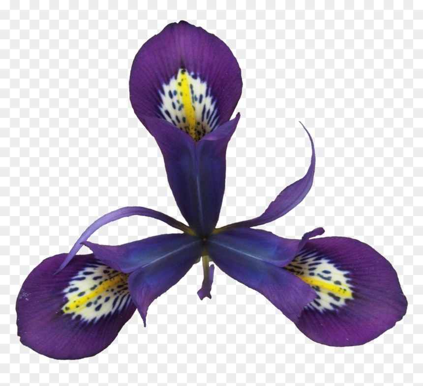 Pansy , Png Download - Algerian Iris, Transparent Png - pansy png