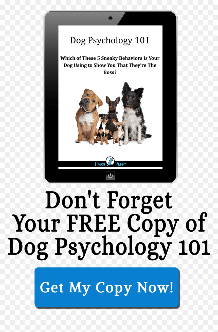 Chihuahua, HD Png Download - dog barking png
