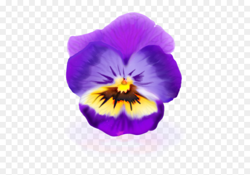 Viola-1 - Pansy, HD Png Download - pansy png
