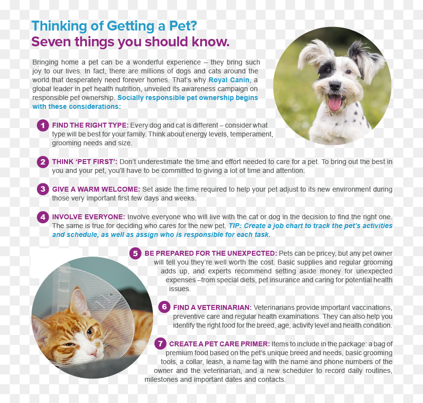 Transparent Pets Png - Miniature Schnauzer, Png Download - schnauzer png