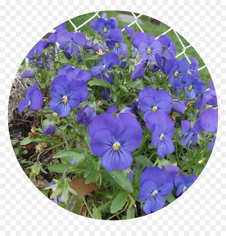 Transparent Blue Flowers Png - Pansy, Png Download - pansy png