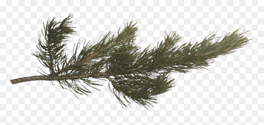 Pine Branch Png Photos - Transparent Pine Tree Branch, Png Download - pine needles png