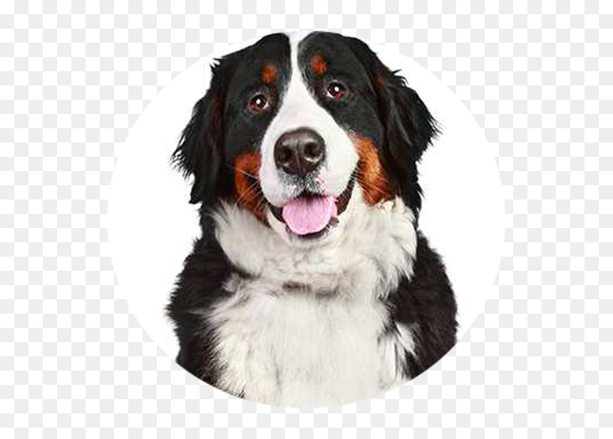 Bernese Mountain Dog, HD Png Download - dog barking png
