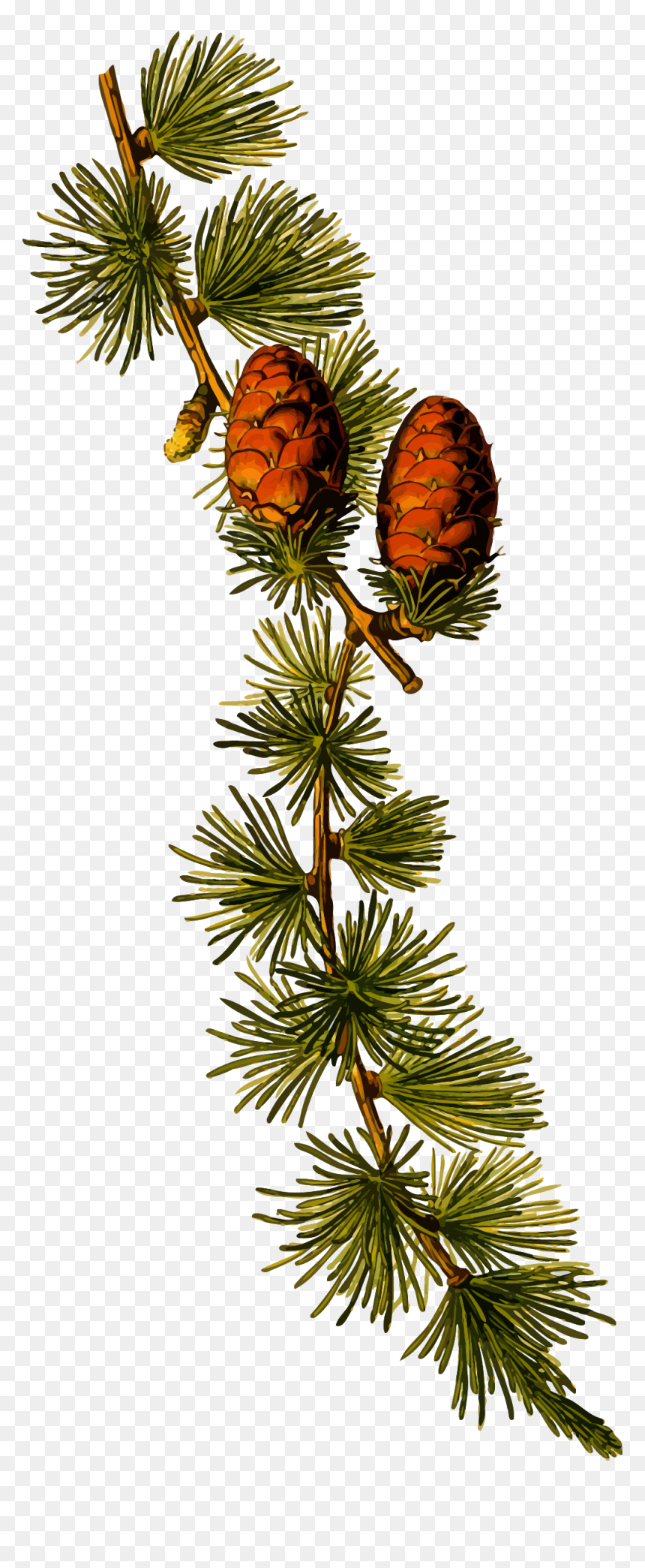 European Larch 2 Clip Arts - Spruce Pine Botanical Illustration, HD Png Download - pine needles png