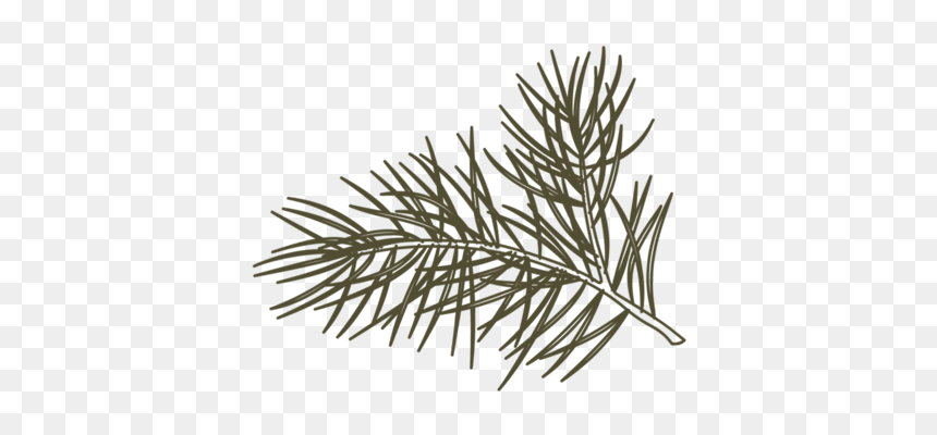 Citrine Pine Logo Pine Only Green Flip - Pond Pine, HD Png Download - pine needles png