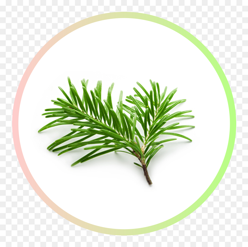 Essential Oil, HD Png Download - pine needles png