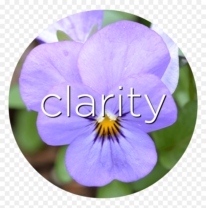 Clarity Pansy Flower Essence - Pansy, HD Png Download - pansy png