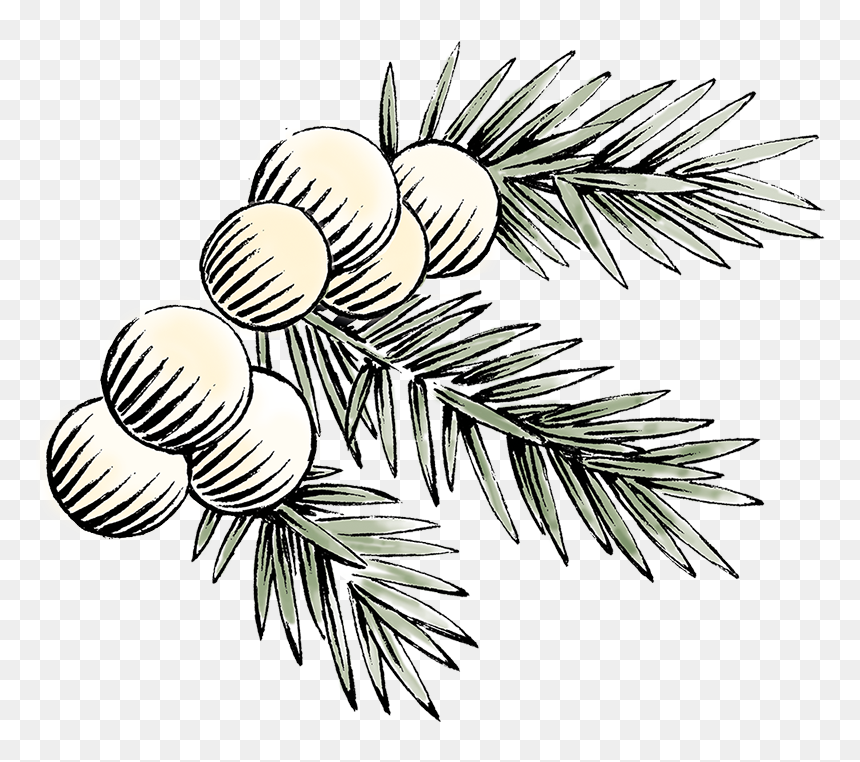Darnleys Gin Botanicals Juniper - Pond Pine, HD Png Download - pine needles png