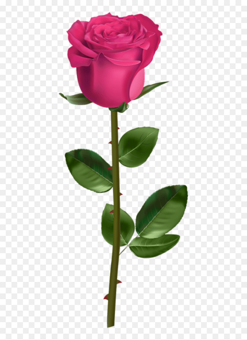 Free Png Rose With Stem Pink Png Images Transparent - Rose Transparent Background, Png Download - transparent png images roses