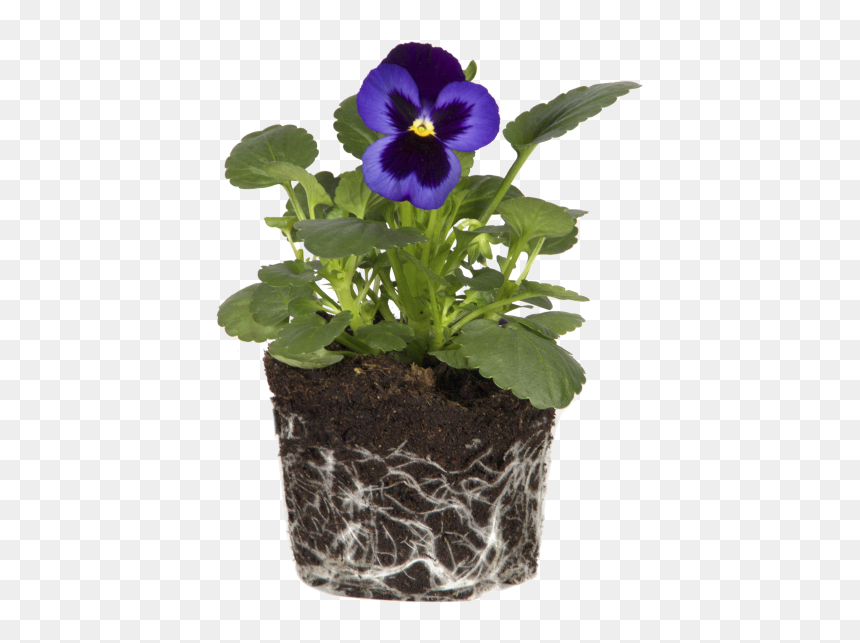 Violet - Mint Corsica Easy Hanger Single, HD Png Download - pansy png