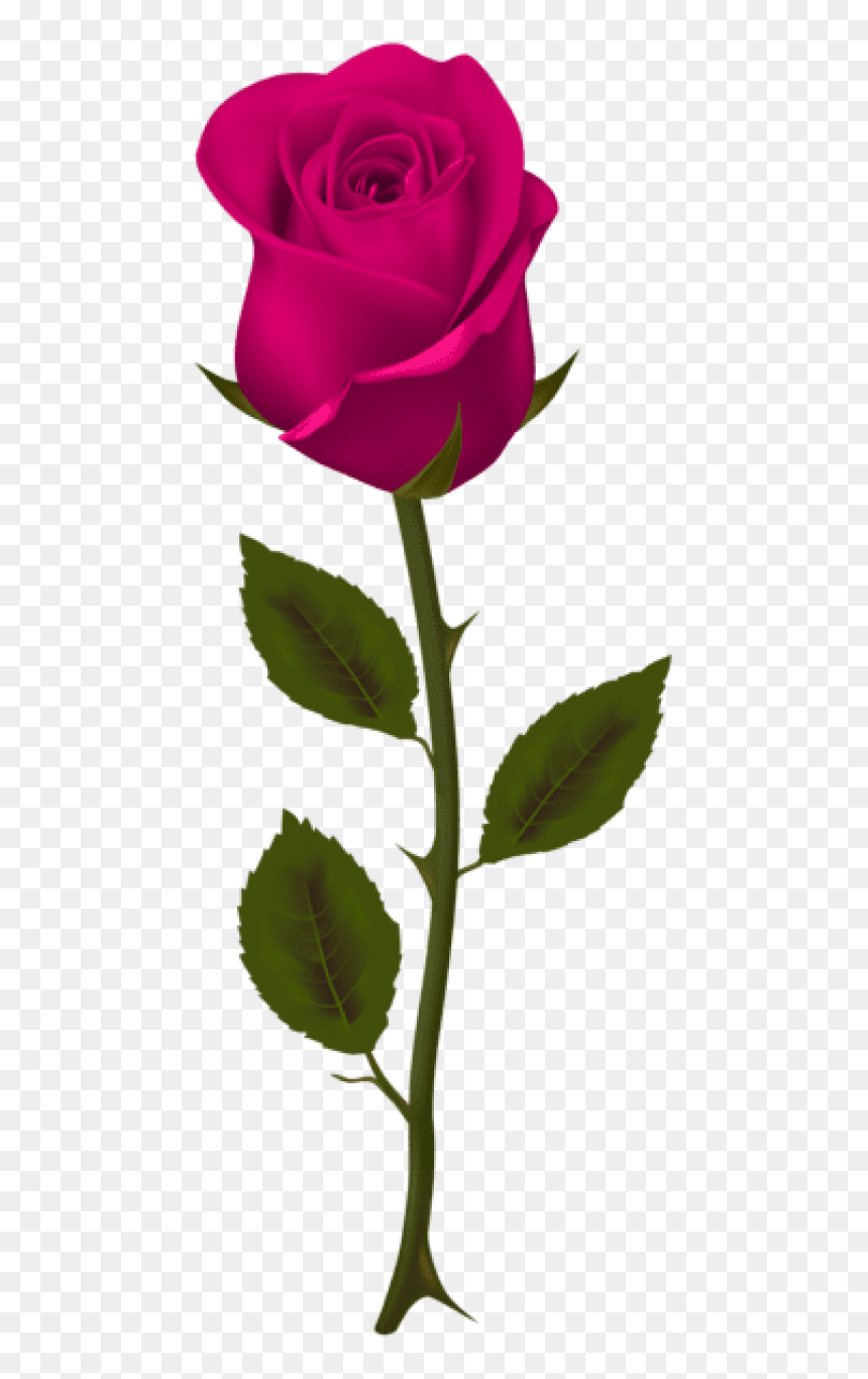 Free Png Download Pink Rose Png Images Background Png - Dark Red Roses Png, Transparent Png - transparent png images roses