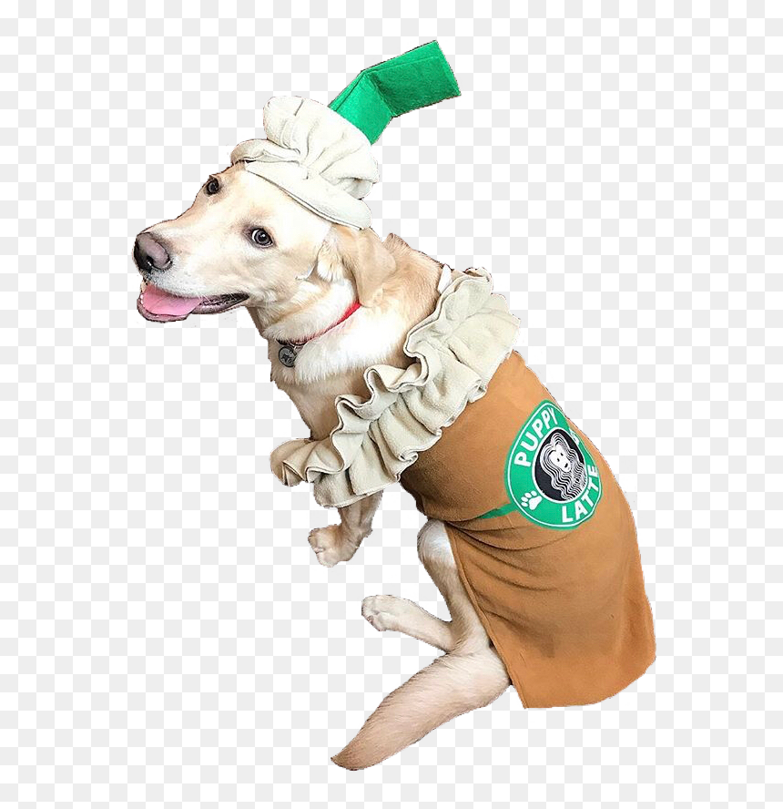 #unodawson #shanedawson #pngs #png #lovely Pngs #usewithcredit - Golden Retriever, Transparent Png - shane dawson png