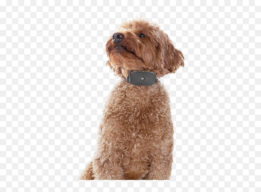 Miniature Poodle, HD Png Download - dog barking png