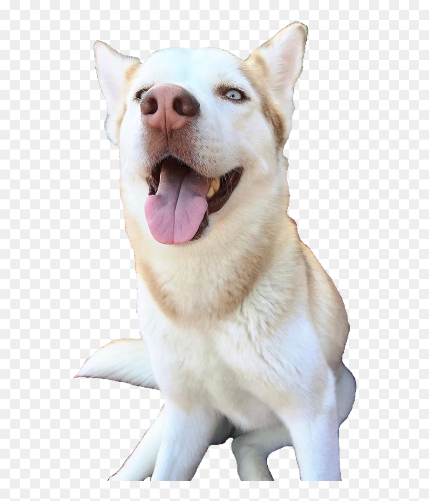 #honeydawson #shanedawson #pngs #png #lovely Pngs #usewithcredit - Dog Yawns, Transparent Png - shane dawson png