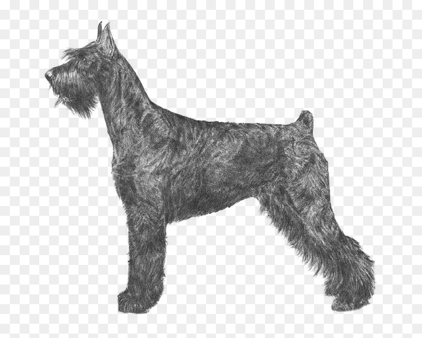 Giant Schnauzer Cousin Breed - Giant Schnauzer Akc, HD Png Download - schnauzer png