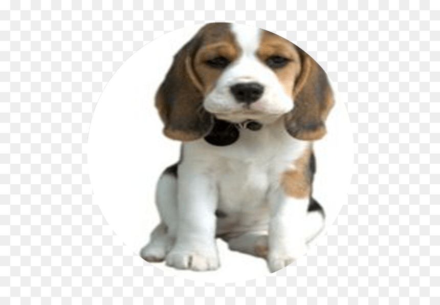 Cutest Dog Png, Transparent Png - dog barking png