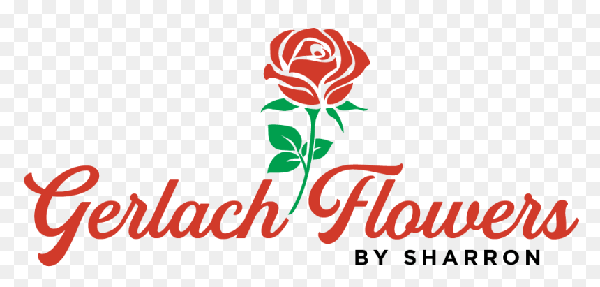 Gerlach Flowers By Sharron - Rose, HD Png Download - babys breath png
